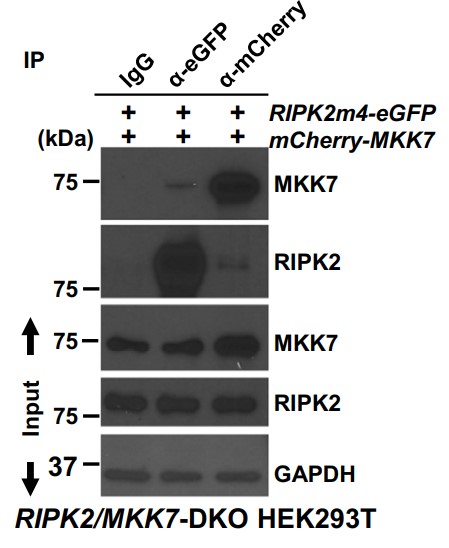 Representative images of Co-IP analysis detecting the association of RIPK2 and MKK7.jpg